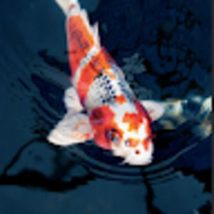 Meet your Posher, Mg